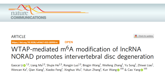 New Research Advancements in the Study of Intervertebral Disc Degeneration Mechanism and Rehabilitation