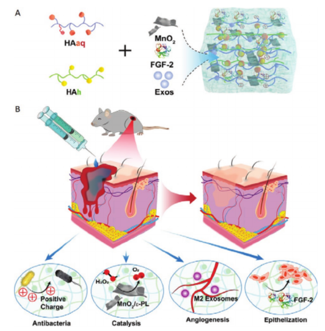 New Achievements of Biomaterials Application Made by the Team of Professor Liu Guohui from Dept. of Orthopaedics in Fracture Wound Healing